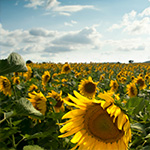 sunflowersize